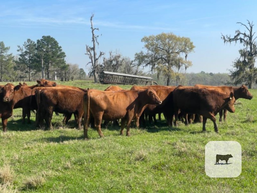 Cattle Range Listing Photo