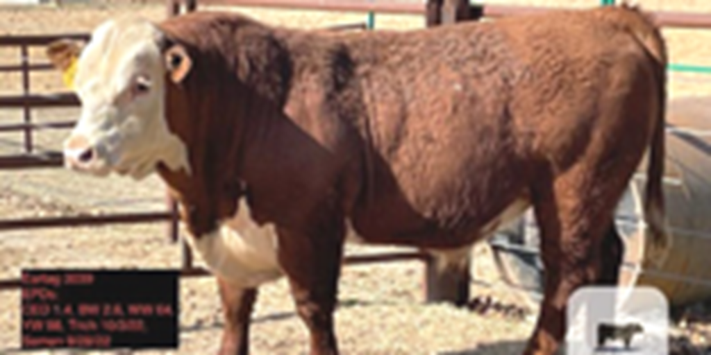 12 Hereford Bulls... Southwest MO