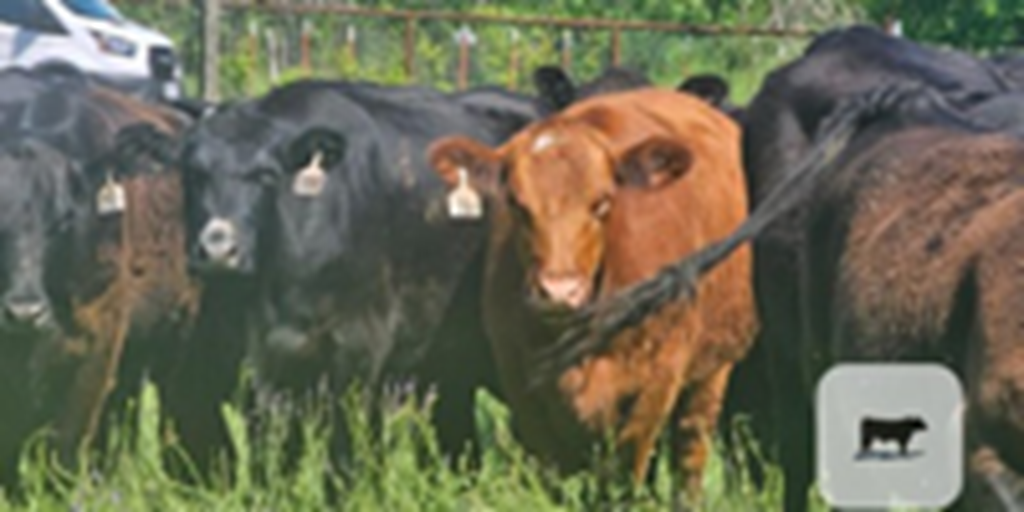90 Angus & Angus Plus Cows w/ 15+ Calves... N. Central TX