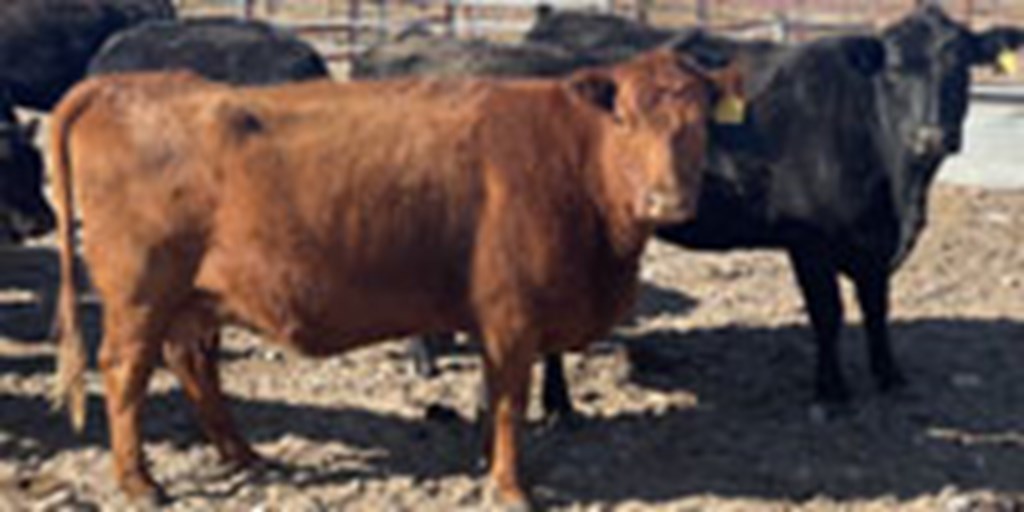 13 Angus Cows... Southwest KS
