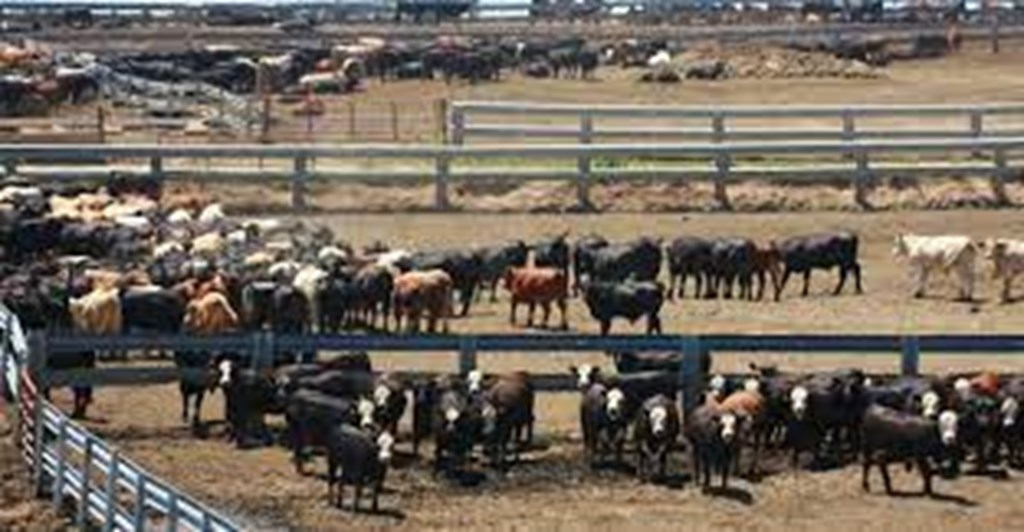 Pre-Report Estimates for ‘Cattle on Feed’ & ‘July 1 Cattle Inventory’ Reports