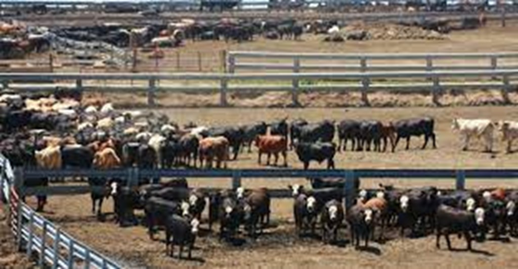 Feedlot Situation Improving Slowly