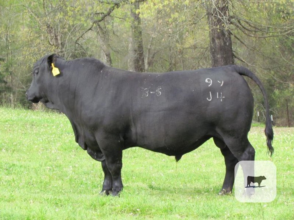 Cattle Range Listing Photo