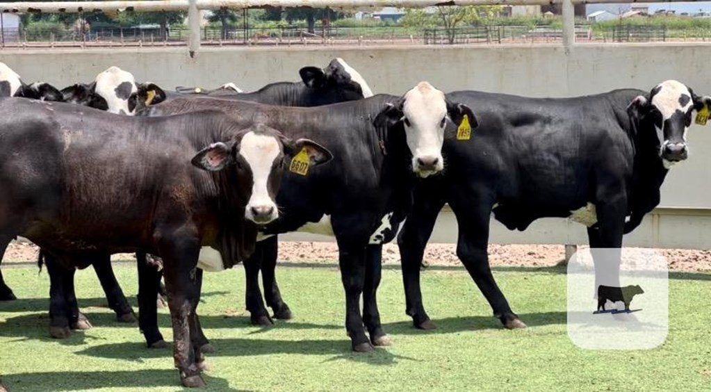 Cattle Range Listing Photo