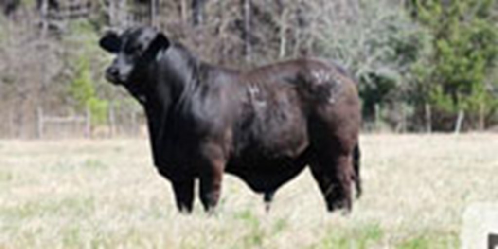 Listings Cattle Range