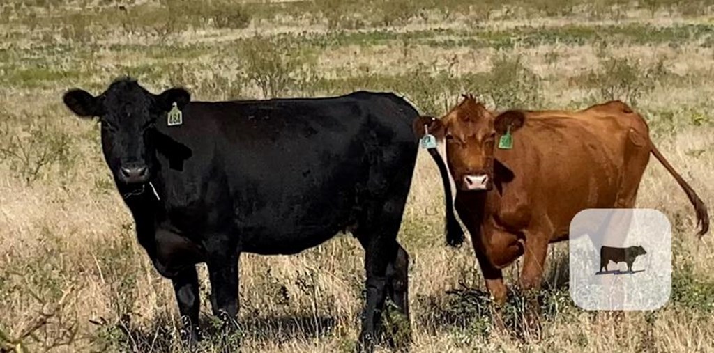 Cattle Range Listing Photo
