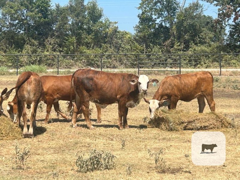 Cattle Range Listing Photo