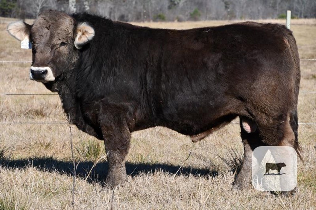 Cattle Range Listing Photo