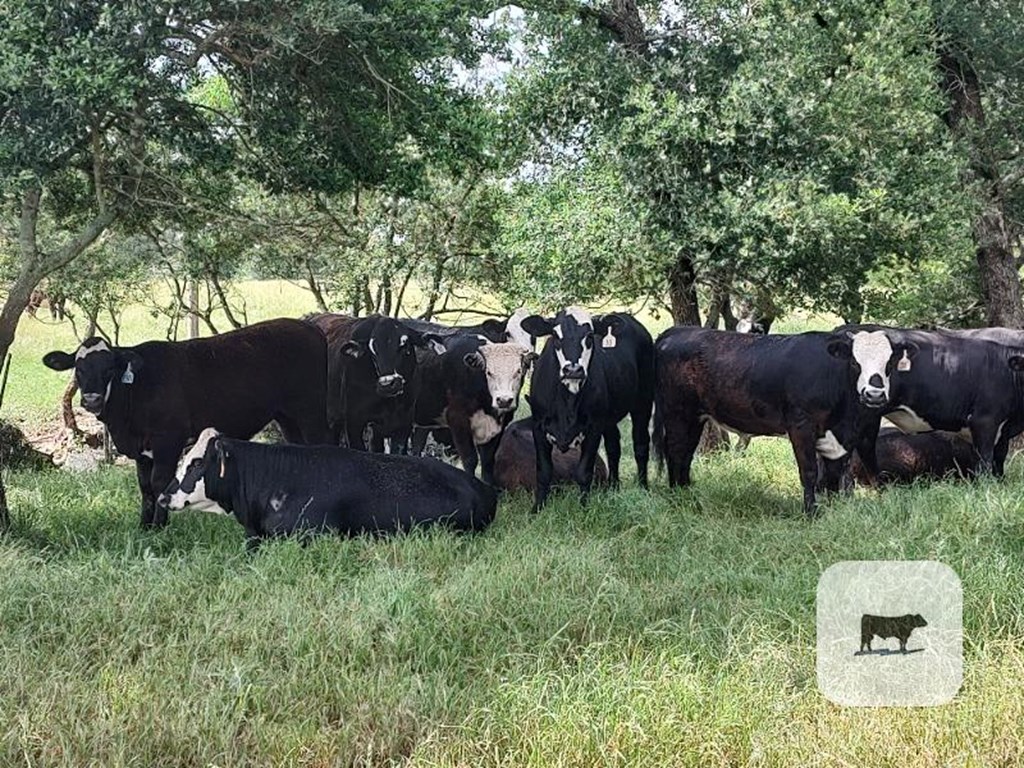 Cattle Range Listing Photo