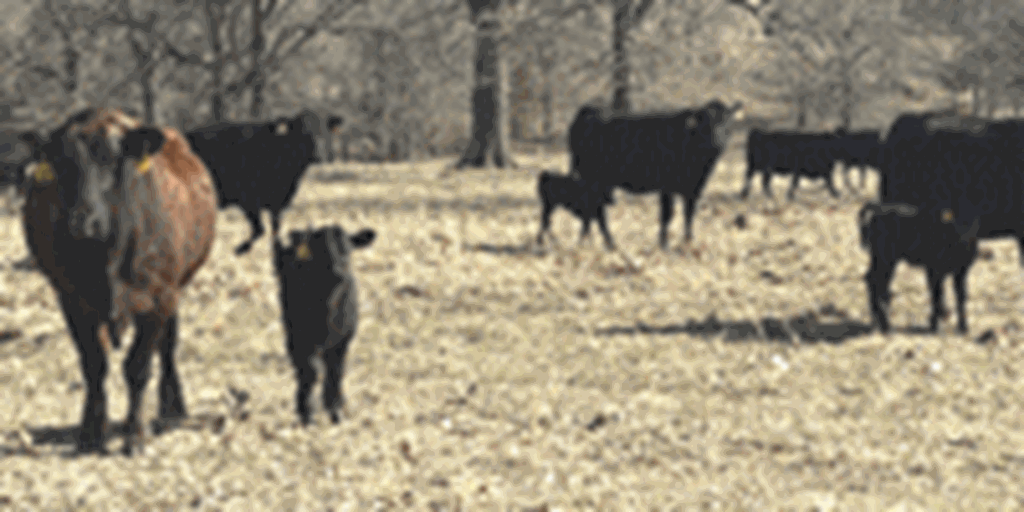 36 Angus & BWF Pairs... Southwest MO