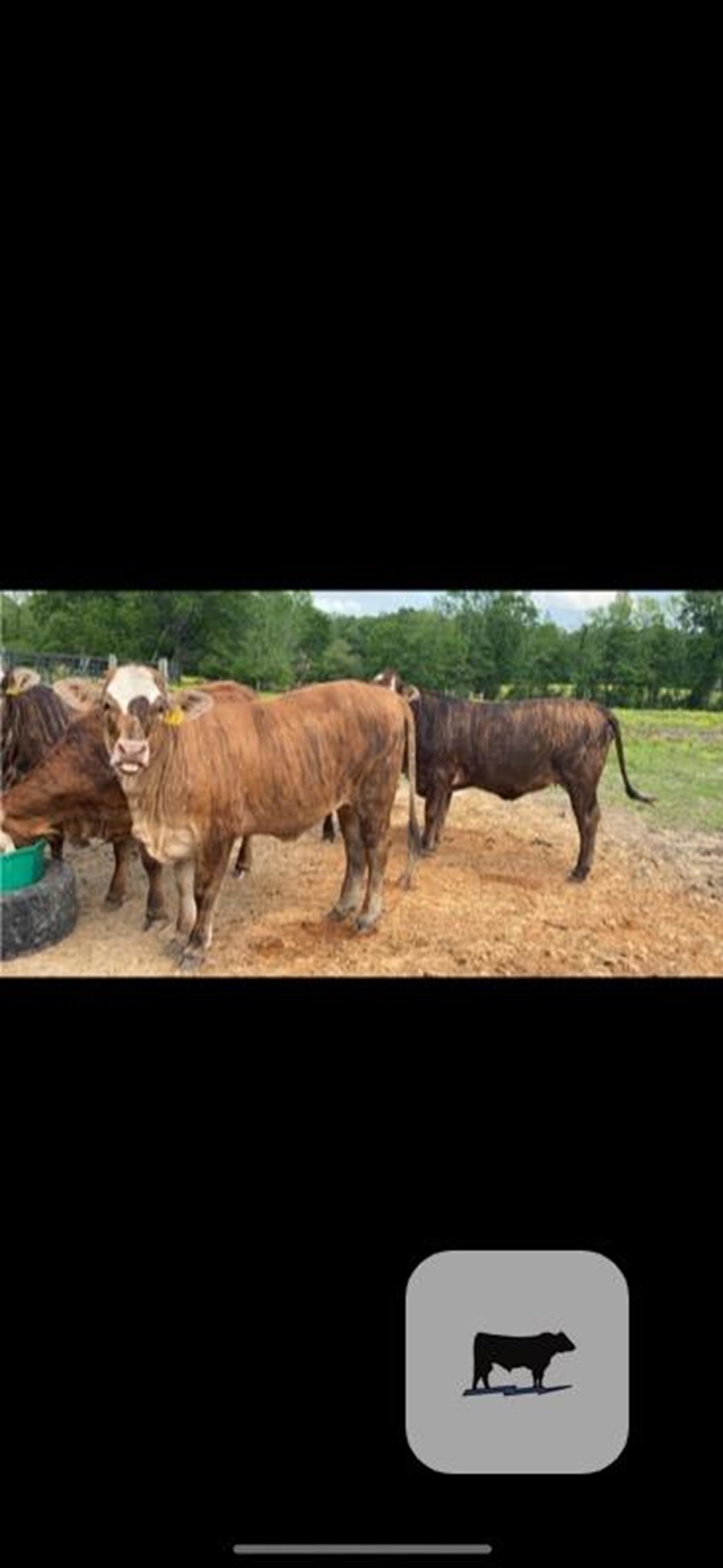 Cattle Range Listing Photo