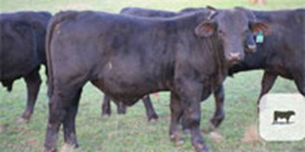 6 Reg. Brangus Bulls... Central TX