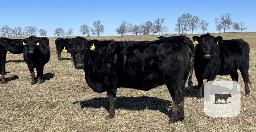 Cattle Range Listing Photo