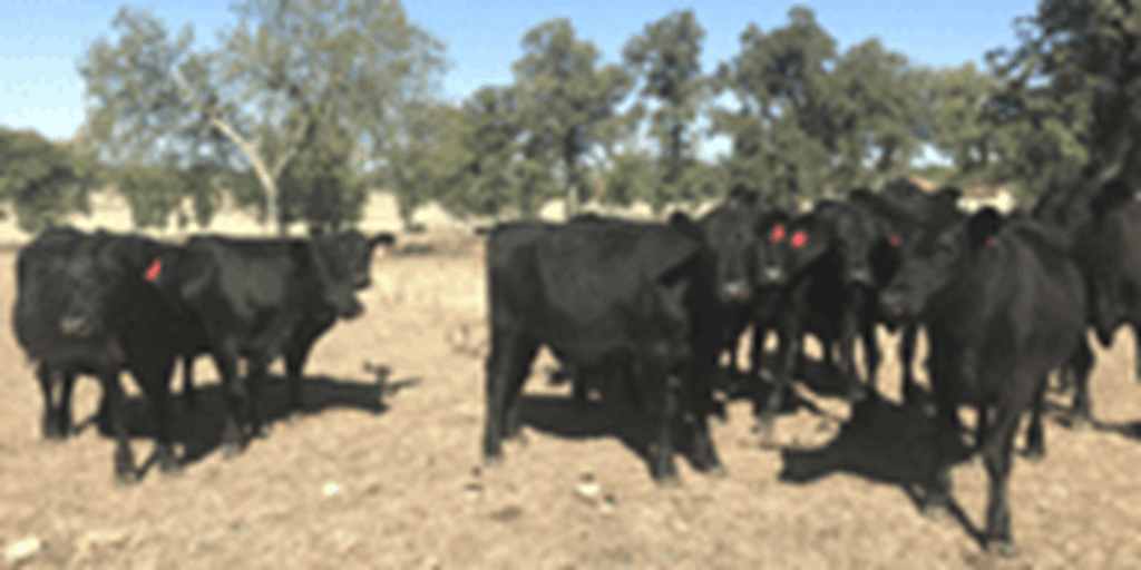 21 Angus/Brangus Rep. Heifers... North TX