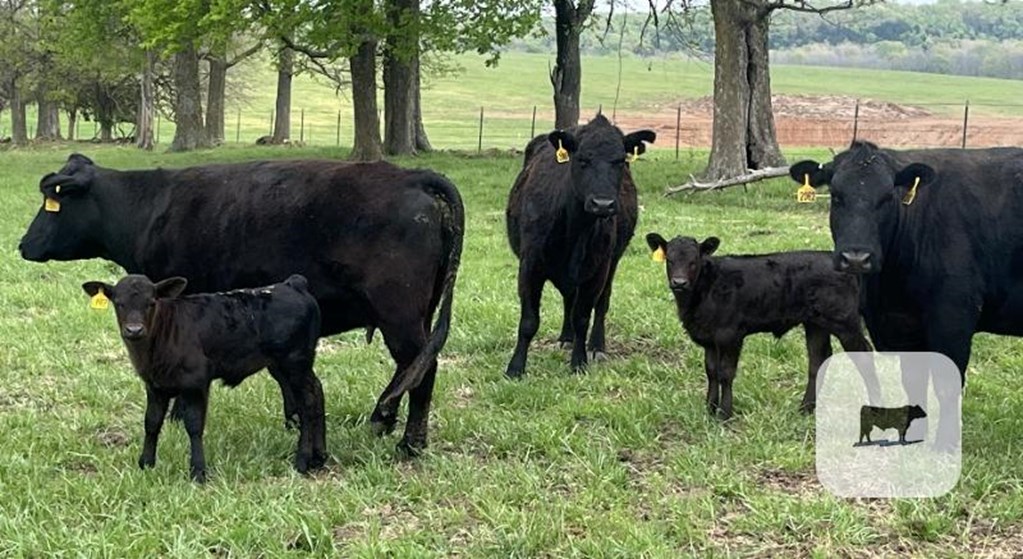 Cattle Range Listing Photo