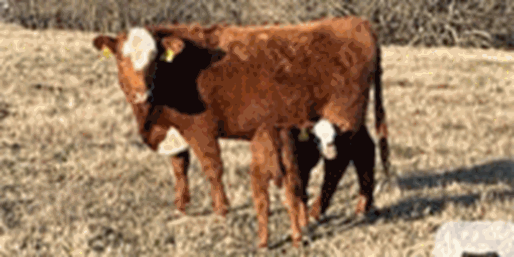 25 Red Angus Baldy 1st-Calf Pairs... Southeast KS