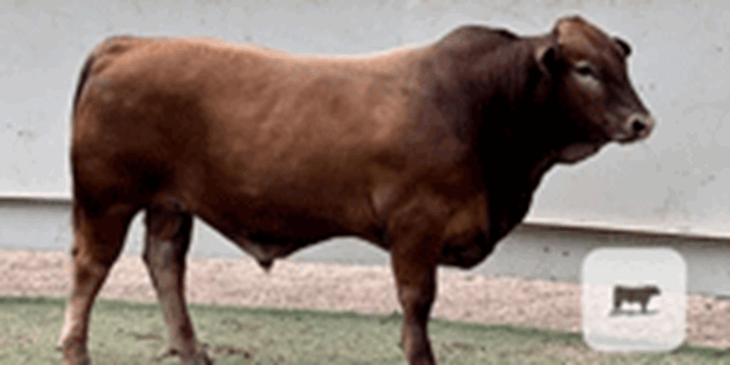 5 Beefmaster Bulls... Central TX