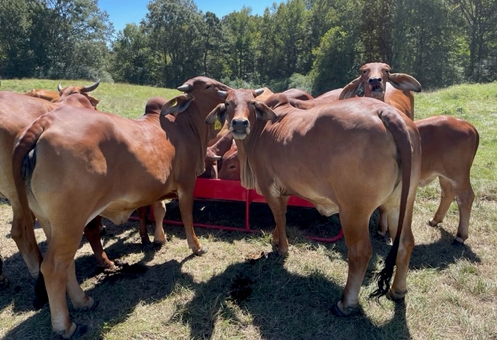 Cattle Range Listing Photo