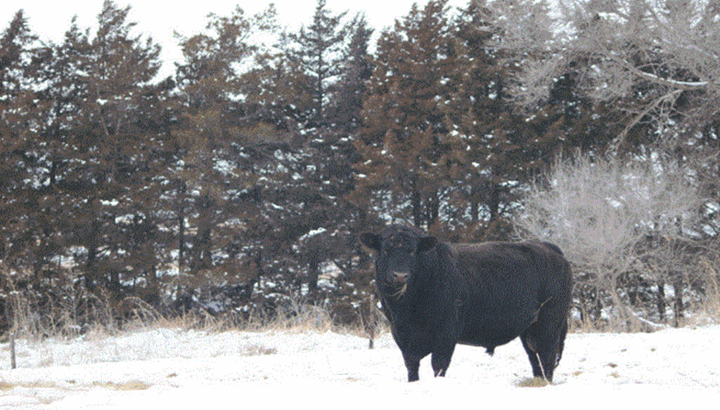 Winter Weather can Damage a Bull’s Fertility