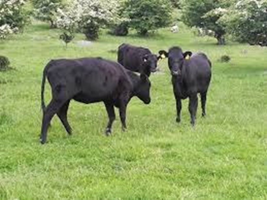 Cattle Range Listing Photo
