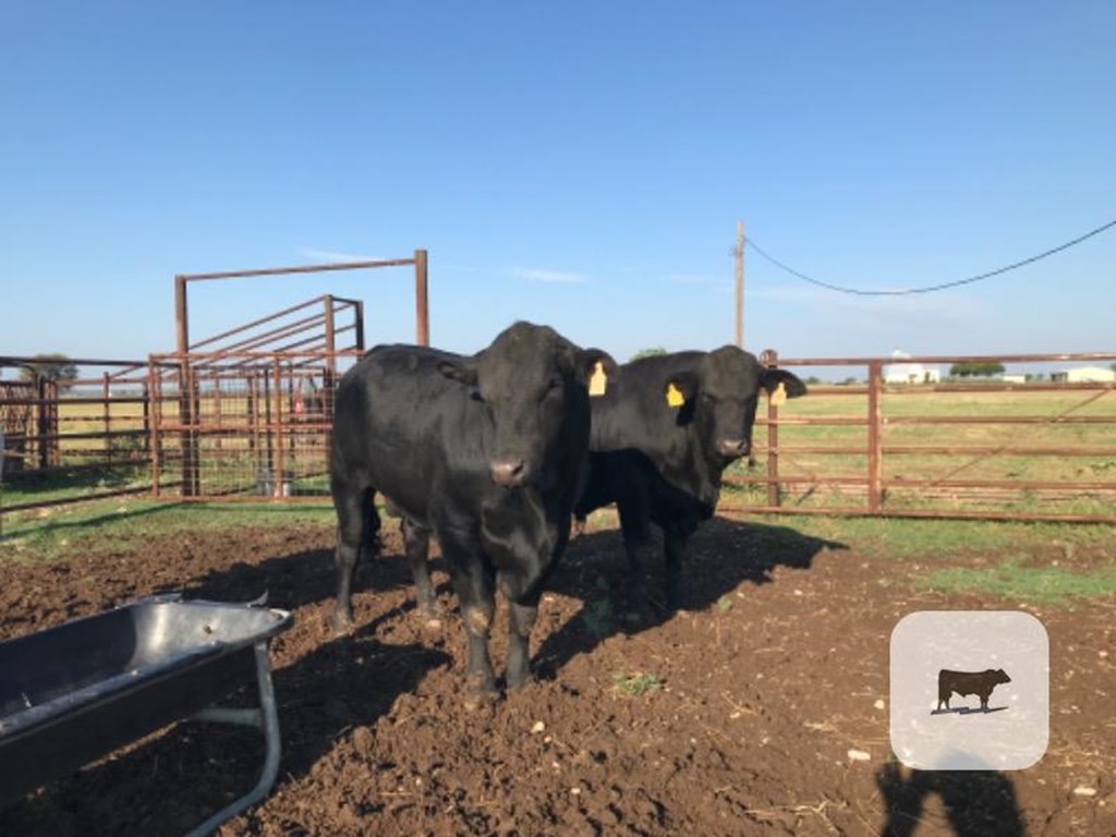 Cattle Range Listing Photo