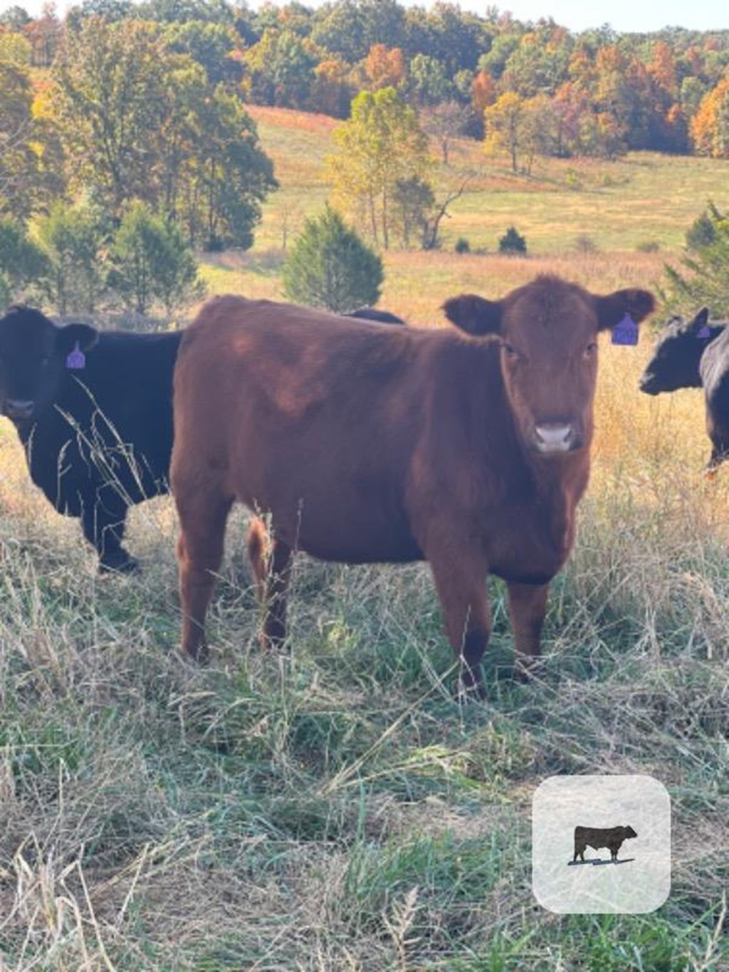 Cattle Range Listing Photo