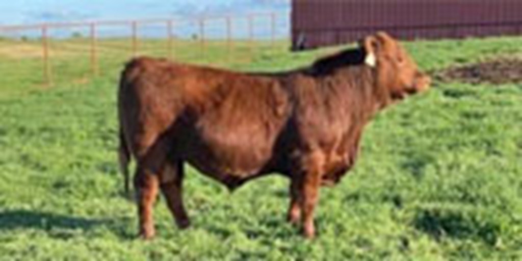 5 Reg. Red Angus and SimAngus Bulls... Central OK