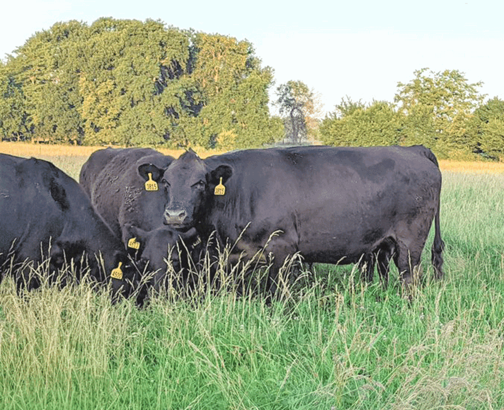 Cattle and Beef Markets 2022:  The Second Half