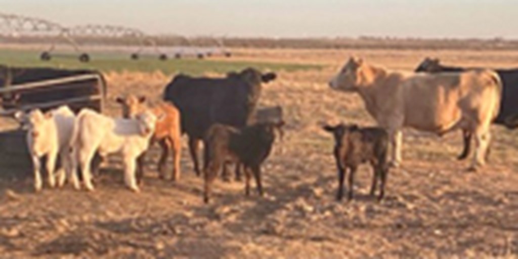 14+ Cme Live Cattle Quotes