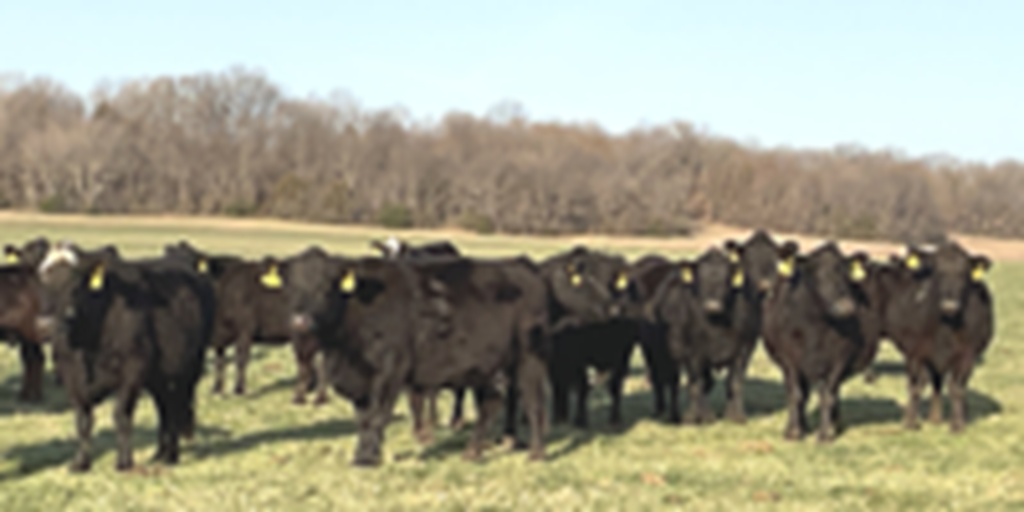 41 Angus & BWF Cows... Southwest MO (2)