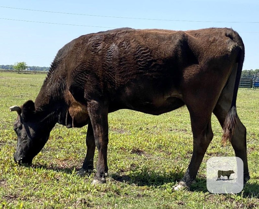 Cattle Range Listing Photo
