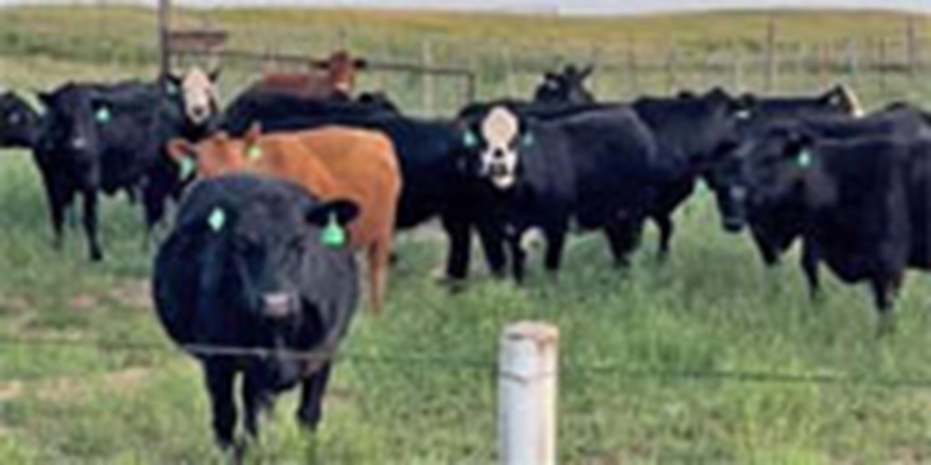 43 Angus Cross Cows... North TX