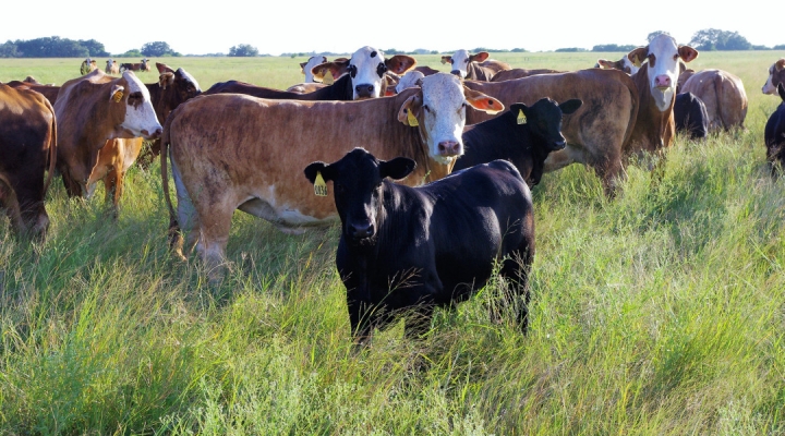 Medical Breakthrough could make Brahman-Influenced Cattle More Productive