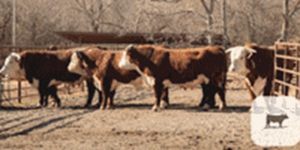 15 Hereford Bulls... Southwest MO
