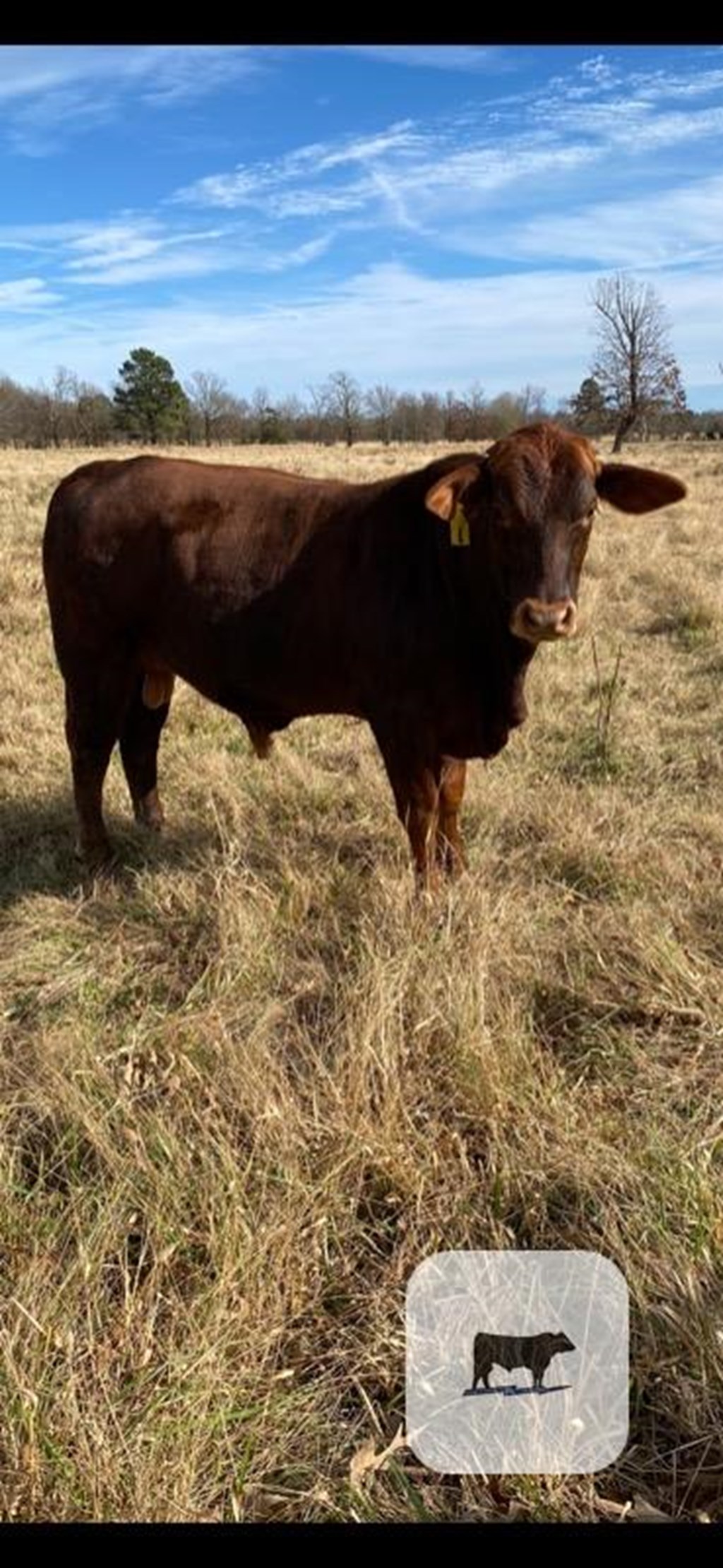 Cattle Range Listing Photo