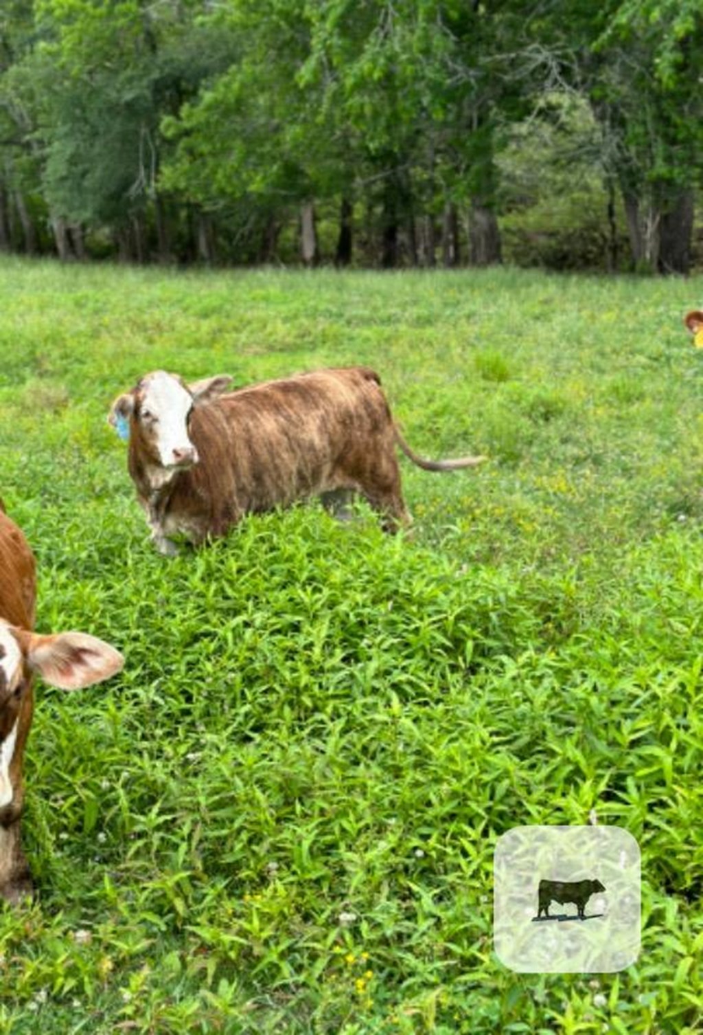Cattle Range Listing Photo