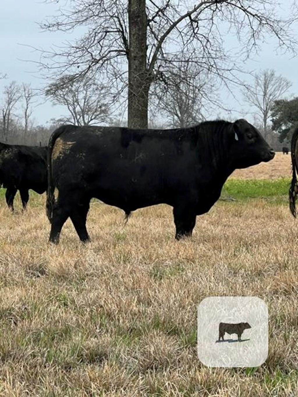 Cattle Range Listing Photo