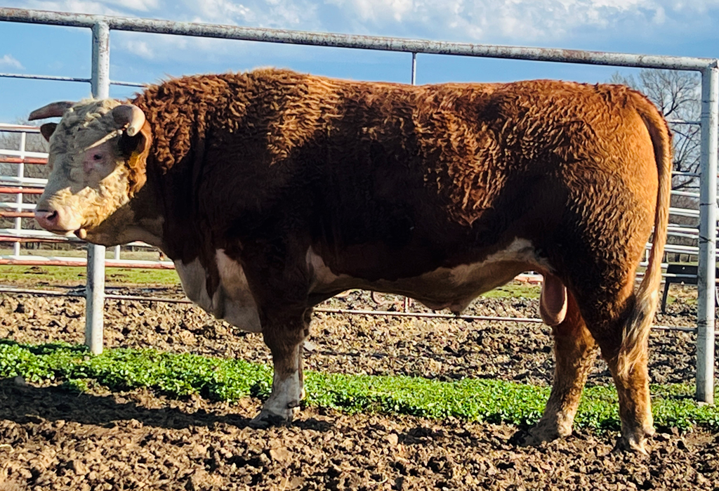 Cattle Range Listing Photo