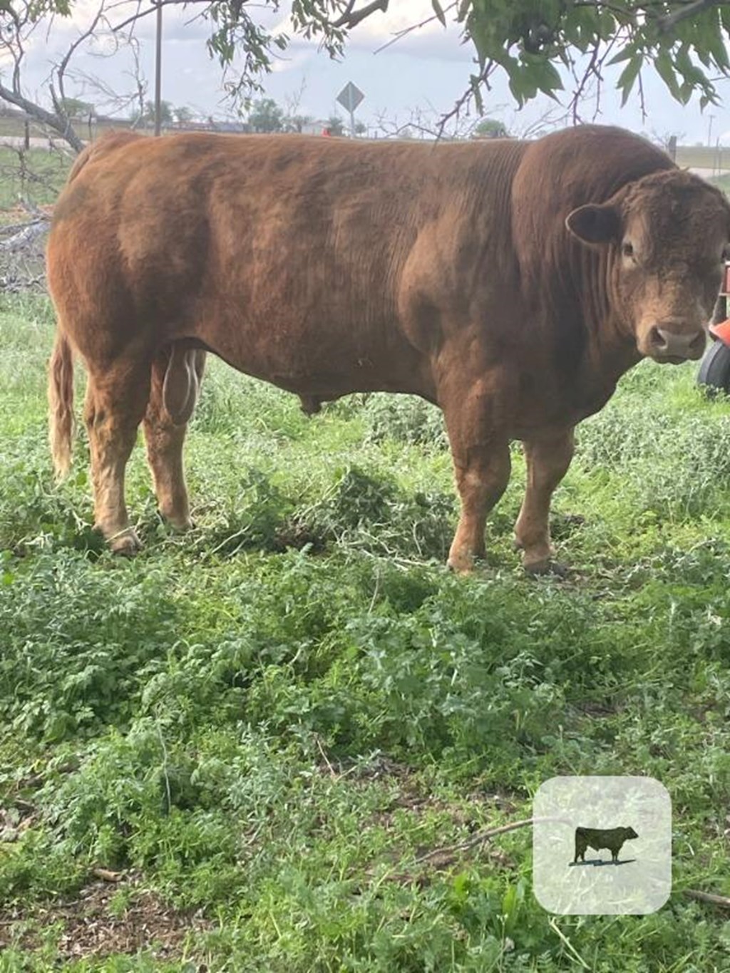 Cattle Range Listing Photo