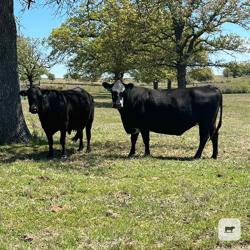 Cattle Range Listing Photo