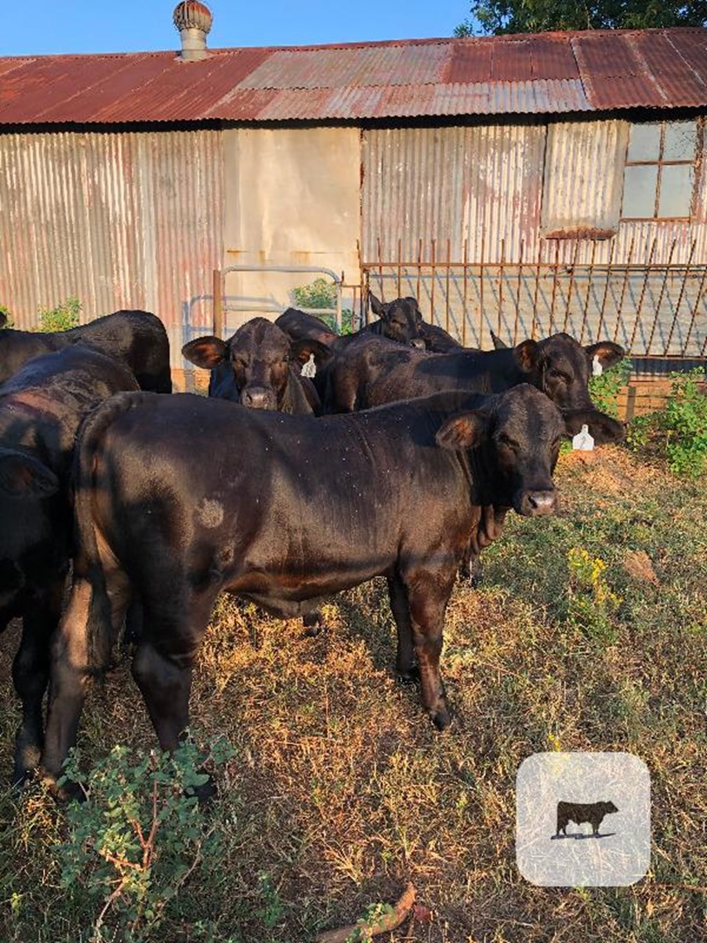 Cattle Range Listing Photo