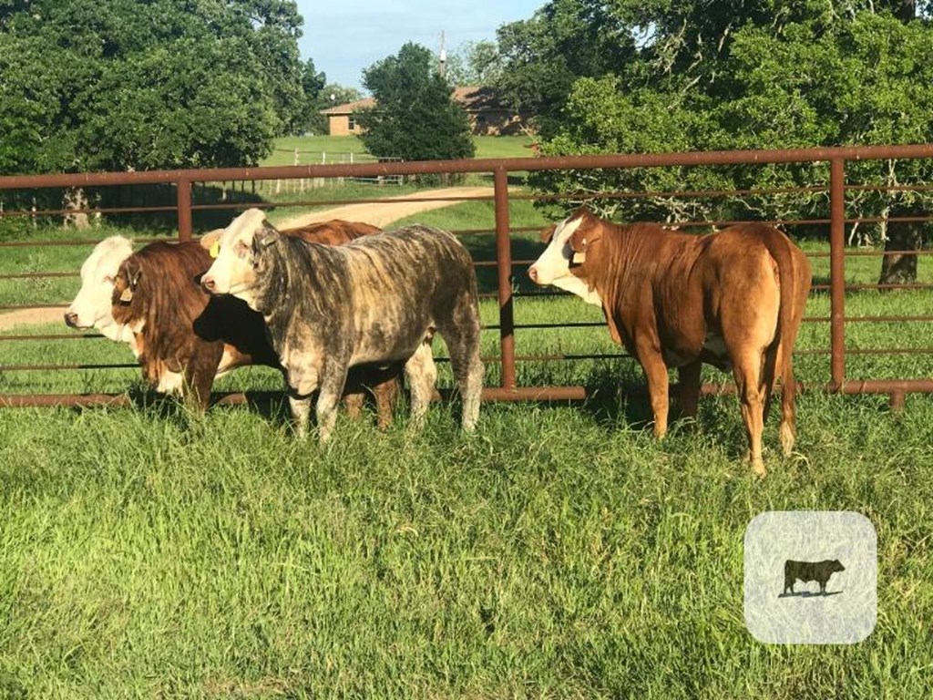 Cattle Range Listing Photo