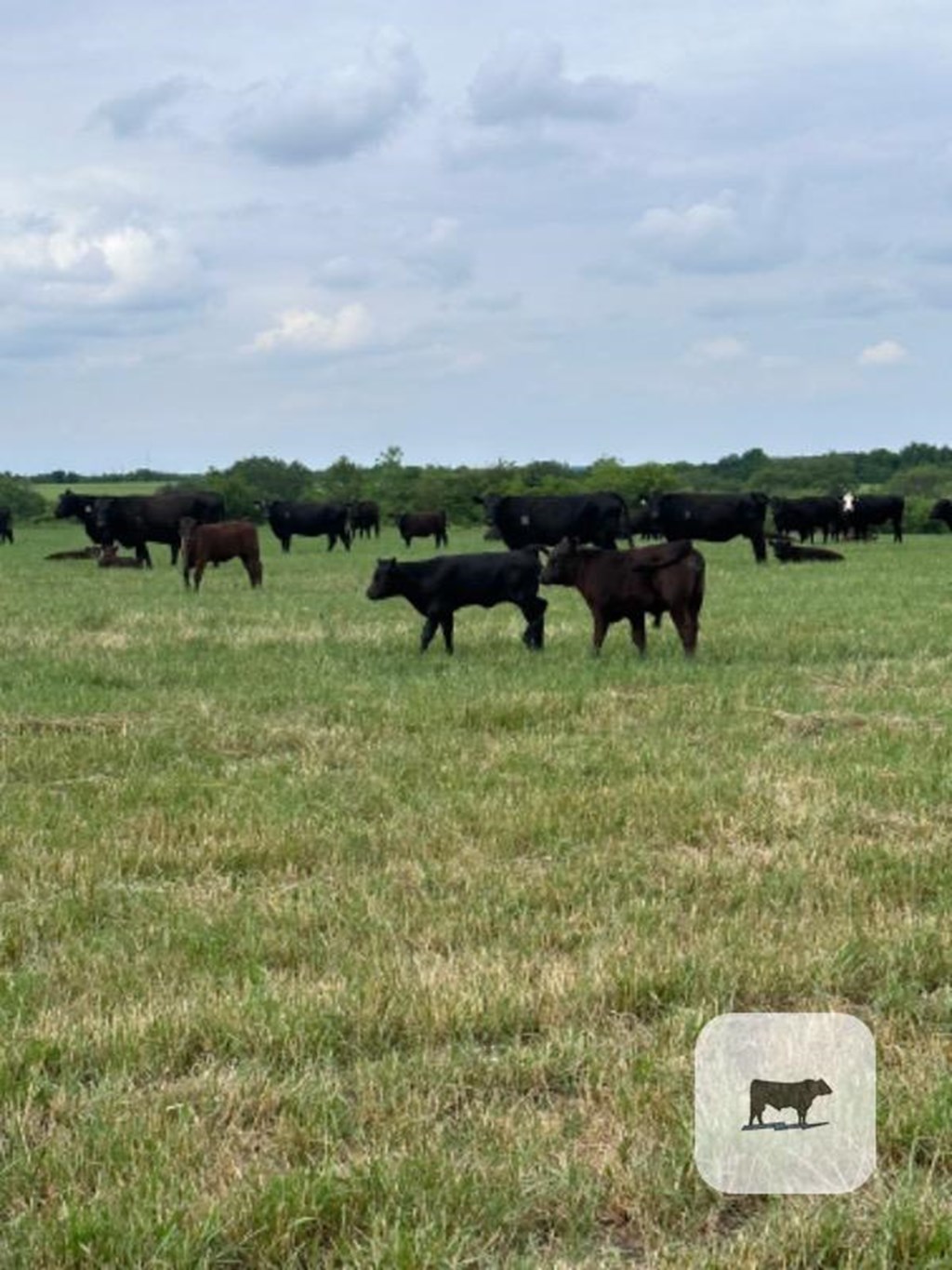 Cattle Range Listing Photo
