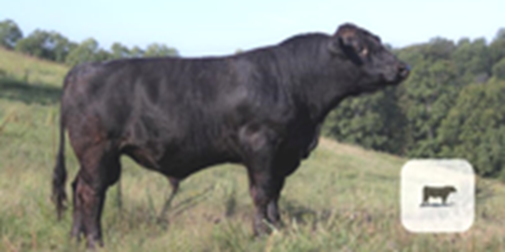 12 Reg. SimAngus/Simmental Bulls... N. Central AR