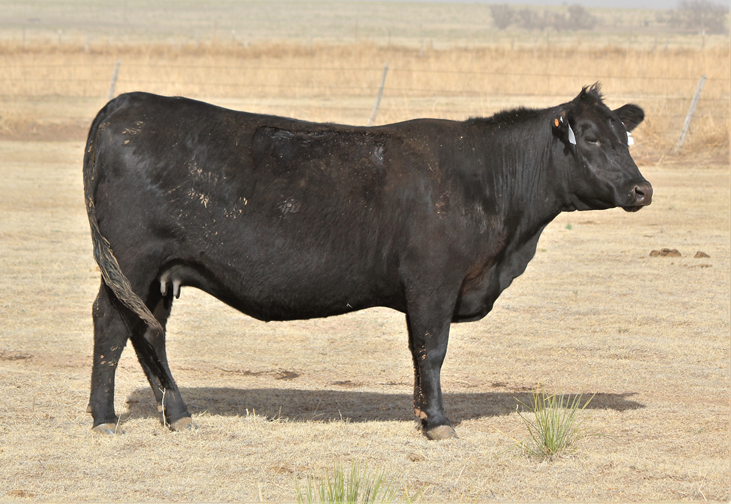 Cattle Range Listing Photo