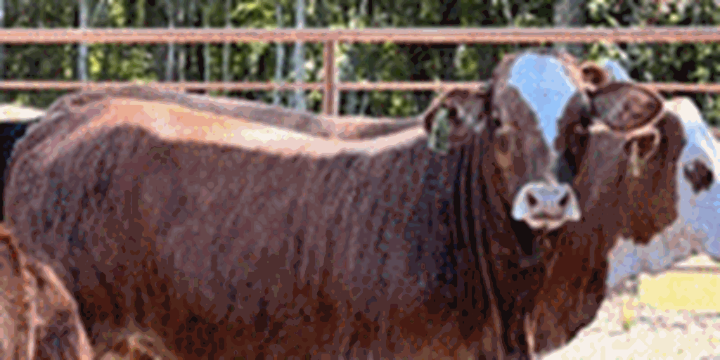 20 Braford/Tigerstripe Rep. Heifers... E. Central LA