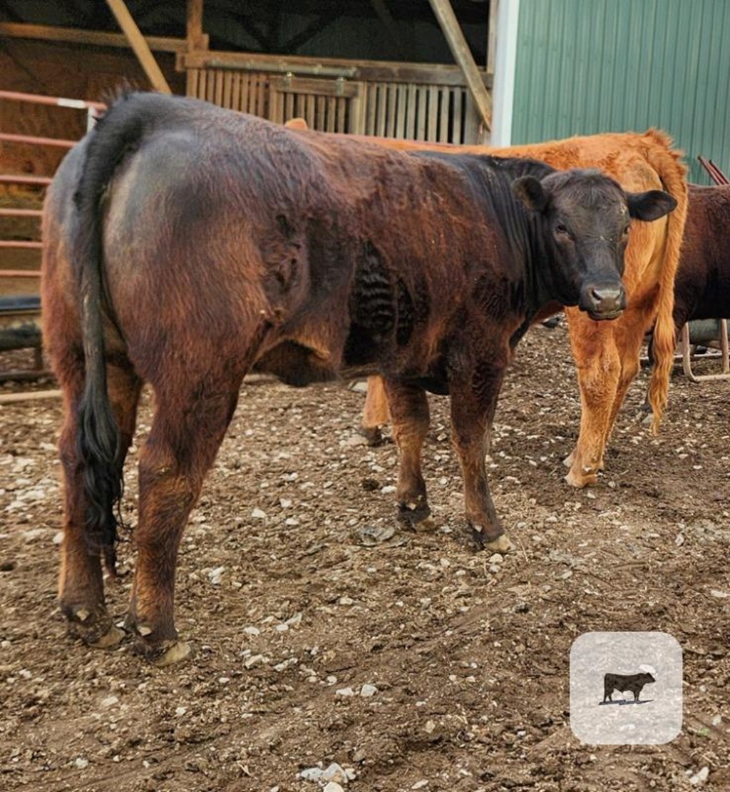 Cattle Range Listing Photo