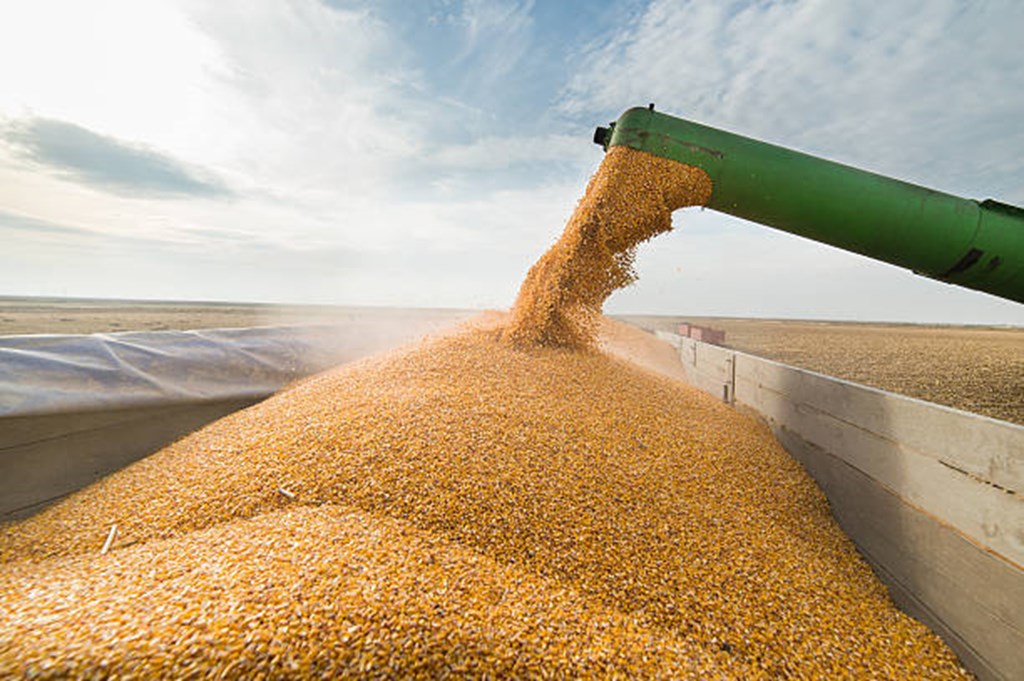 USDA February Feed Outlook: U.S. Corn Use Adjusted Down; Price Unchanged