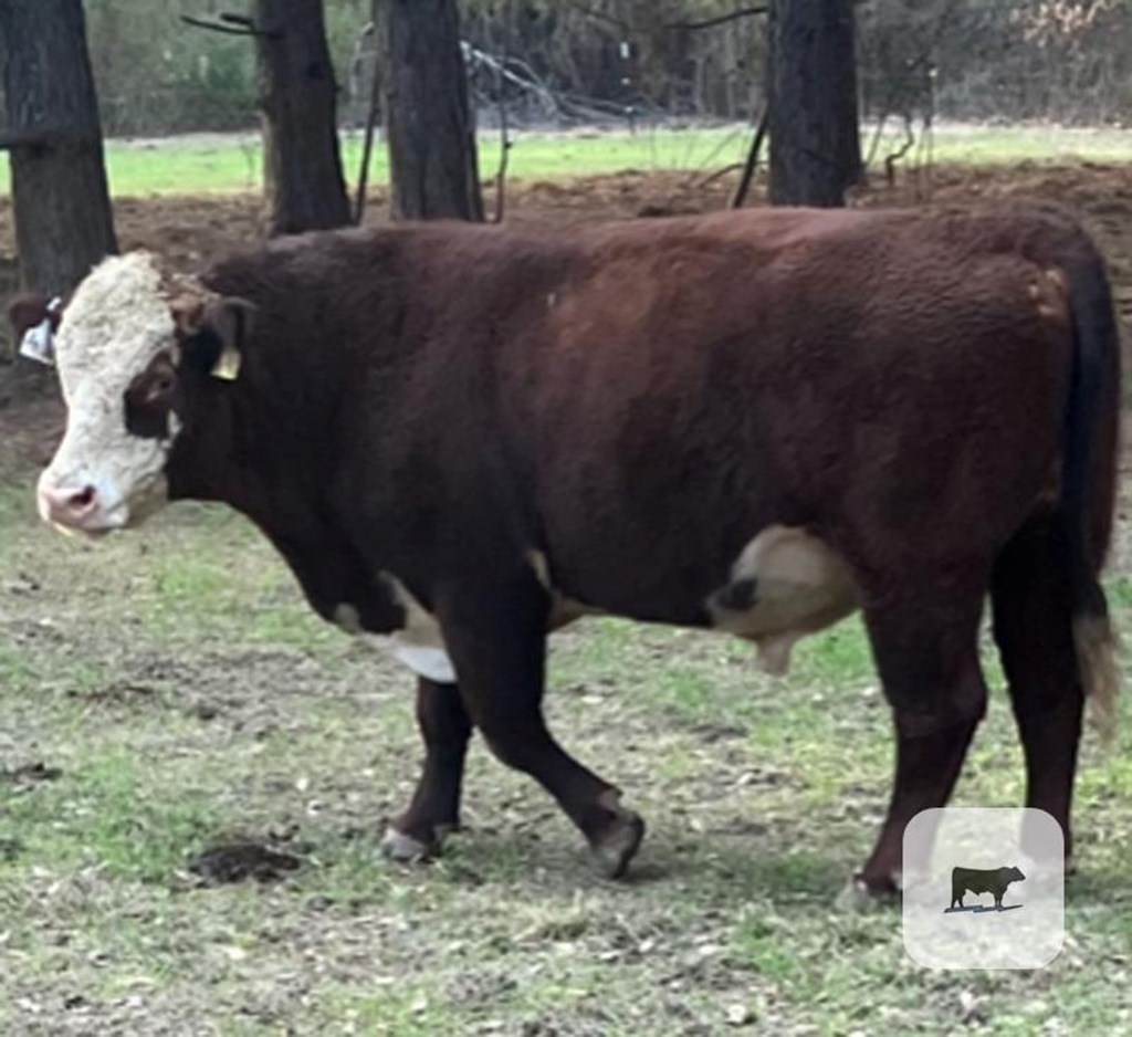 Cattle Range Listing Photo