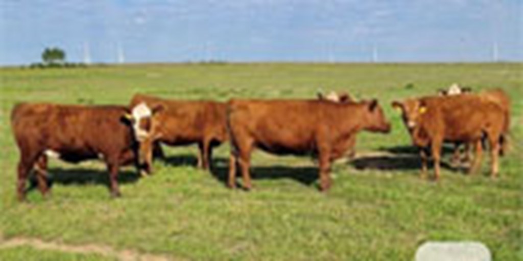 10 Red Angus & Red Baldy Cows... Southwest OK